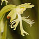 [photo of Ragged Fringed Orchid]