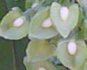 [photo of flowers]
