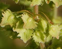 [photo of flower clusters]