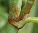 [photo of ocrea and stem]