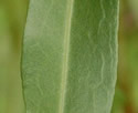 [photo of leaves]