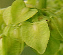 [photo of flower clusters]