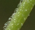 [photo of stem hairs]