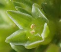 [photo of flowers]