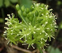 [photo of male flower cluster]