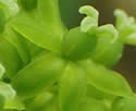 [photo of female flowers]