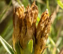 [photo of fruit]