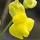 [photo of Hidden-fruit Bladderwort]