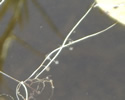 [photo of leaves]