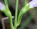 [photo of calyx]