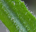 [photo of upper stem and leaves]