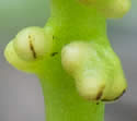 [photo of sporophore]