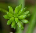 [photo of developing fruit]