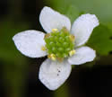 [photo of flower]