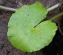 [photo of leaves]