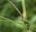 [photo of spikes]