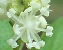 [photo of flowers]