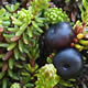 [photo of Black Crowberry]