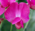 [photo of flowers]