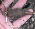 [photo of tuber]