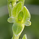 [photo of Bog Adder
