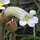 [photo of Clustered Broomrape]