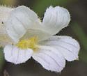 [photo of flowers]