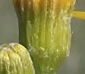 [photo of phyllaries]