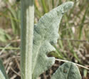 [photo of stem and upper stem leaf]
