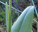 [photo of leaves]