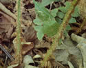 [photo of scaly stipe bases]