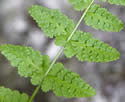 [photo of frond]