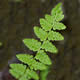 [photo of Rocky Mountain Woodsia]