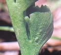 [photo of tropophore]