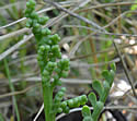 [photo of sporophore]