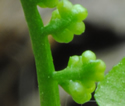 [photo of immature sporophore]