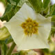 [photo of Large Flase Ground Cherry]