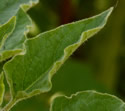 [photo of leaves]