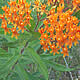 [photo of Butterfly-weed]