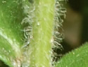 [photo of leaves]