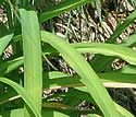 [photo of leaves]