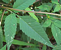 [photo of leaves]