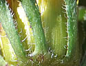 [photo of bracts]