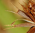 [photo of fruit]
