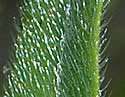 [photo of leaves and stem]