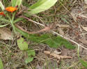 [photo of rhizome]