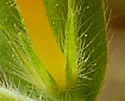 [photo of sepals]