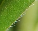 [photo of leaves]