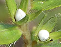 [photo of fruit]