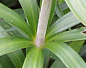 [photo of leaves]